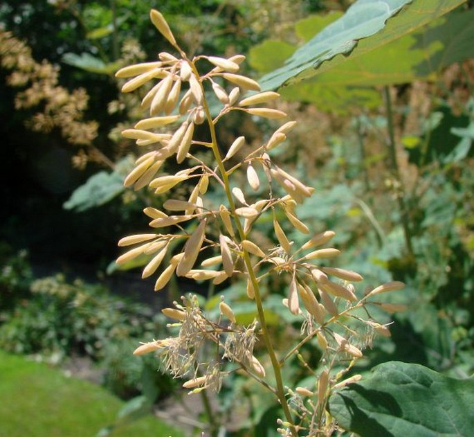 MACLEAYA CORDATA  (Willd.) R. Br. - okecek srdčitý / makovec  srdcovitý