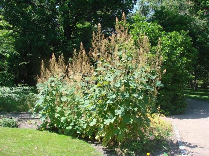 Macleaya cordata