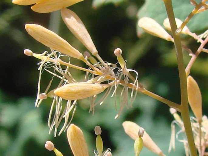 Macleaya cordata