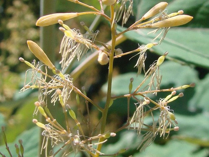 Macleaya cordata