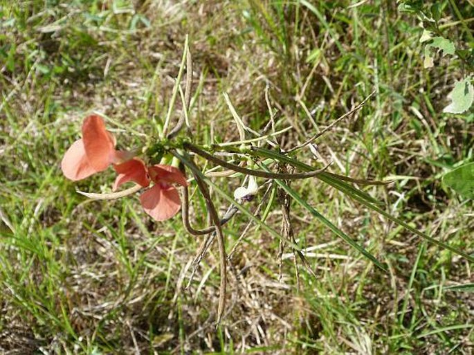 Macroptilium longepedunculatum