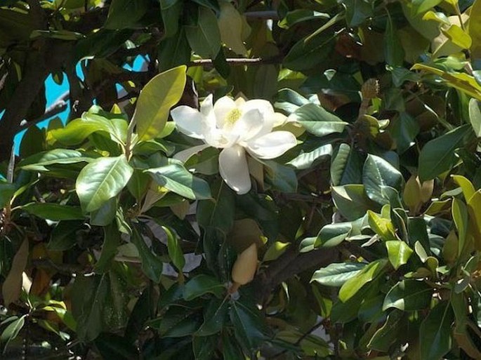 Magnolia grandiflora