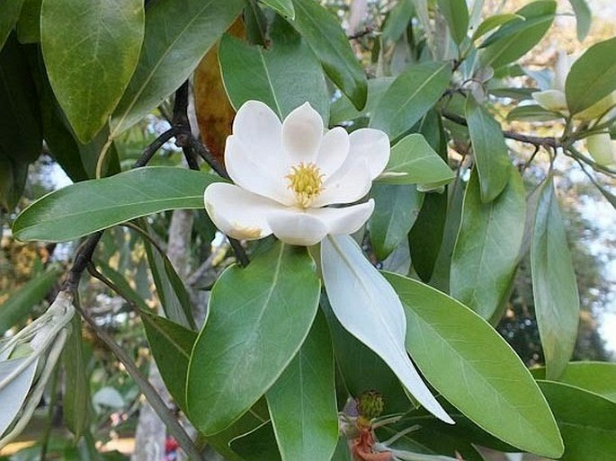 Magnolia virginiana