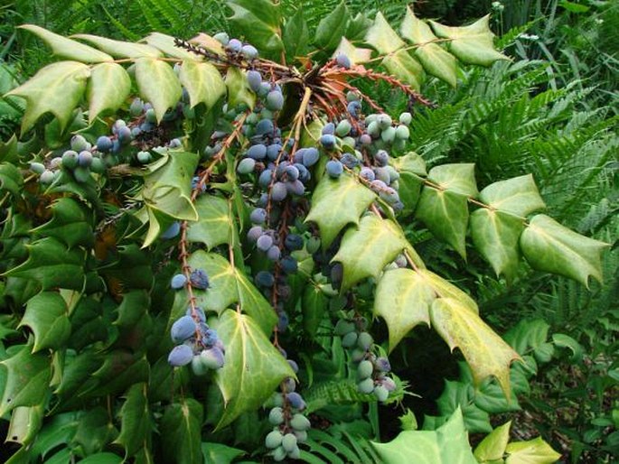 MAHONIA BEALEI (Fortune) Pynaert – mahónie / mahónia