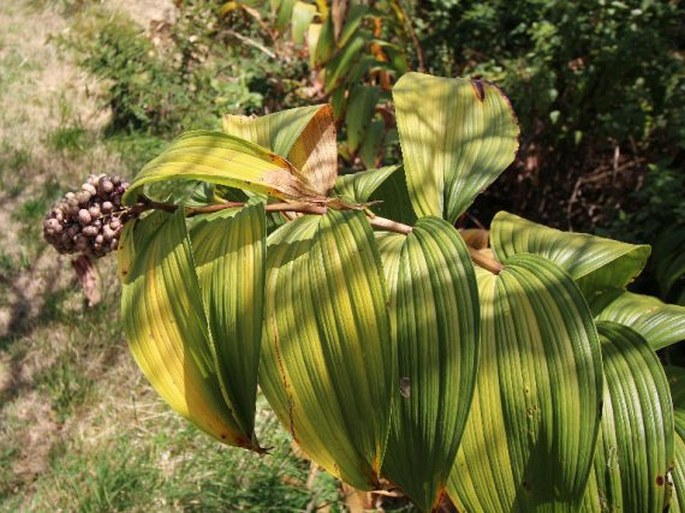 MAIANTHEMUM GIGAS (Woodson) LaFrankie – pstroček / tôňovka