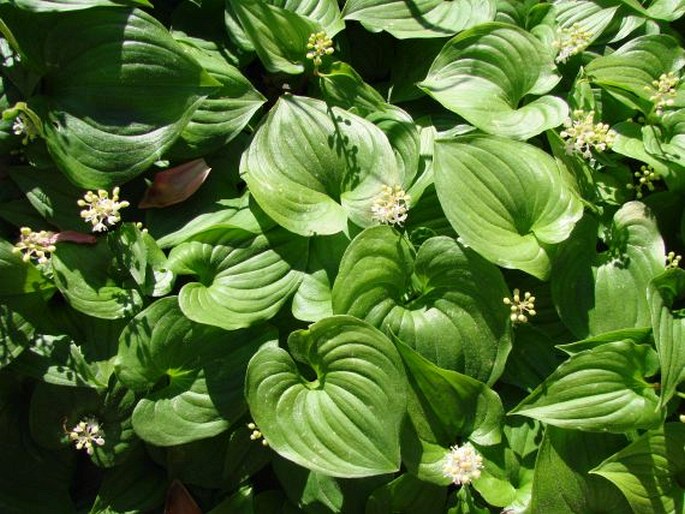 MAIANTHEMUM DILATATUM (Alph. Wood) A. Nelson et J. F. Machr. – pstroček / tôňovka