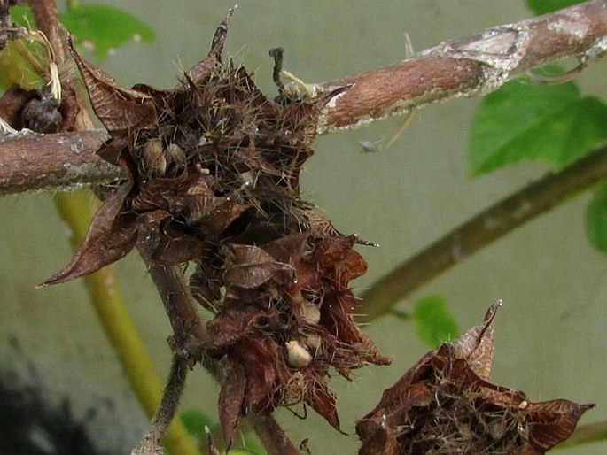Malachra alceifolia