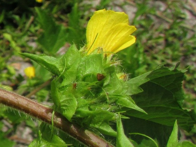 Malachra alceifolia