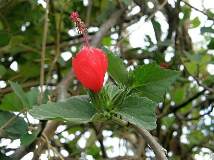 Malvaviscus arboreus