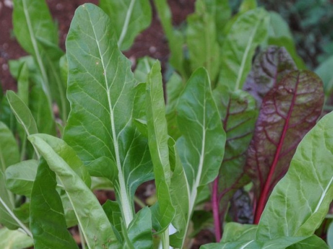 Beta vulgaris