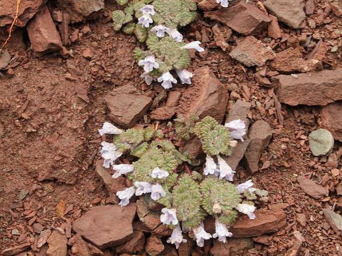 Marmoritis rotundifolia