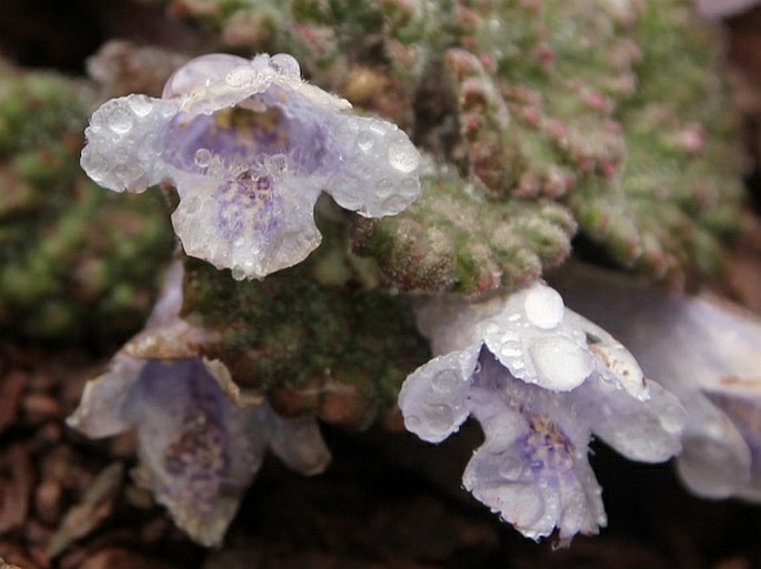 Marmoritis rotundifolia