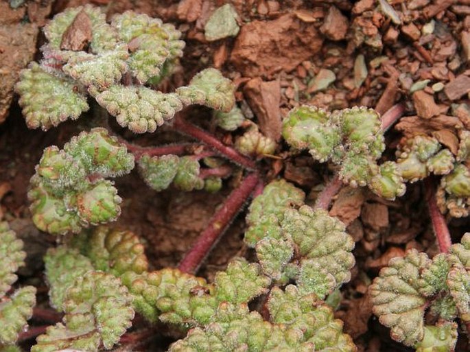 Marmoritis rotundifolia