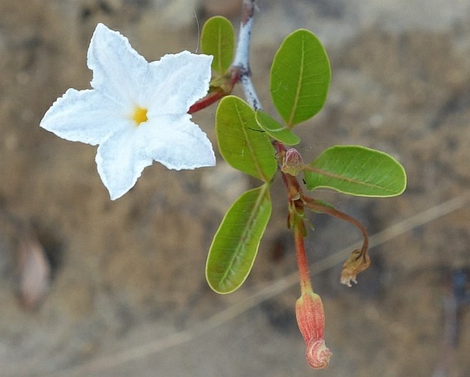 MASCARENHASIA LISIANTHIFLORA A. DC.