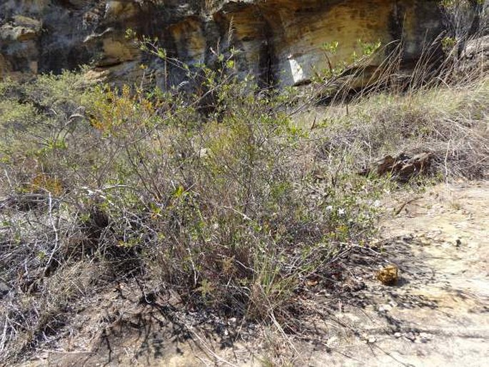 Mascarenhasia lisianthiflora