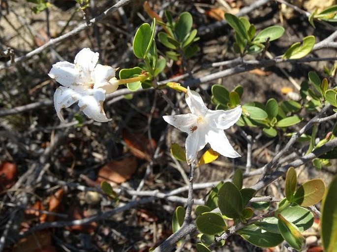 Mascarenhasia lisianthiflora