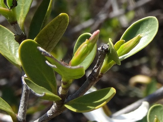 Mascarenhasia lisianthiflora