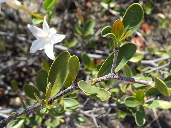 Mascarenhasia lisianthiflora