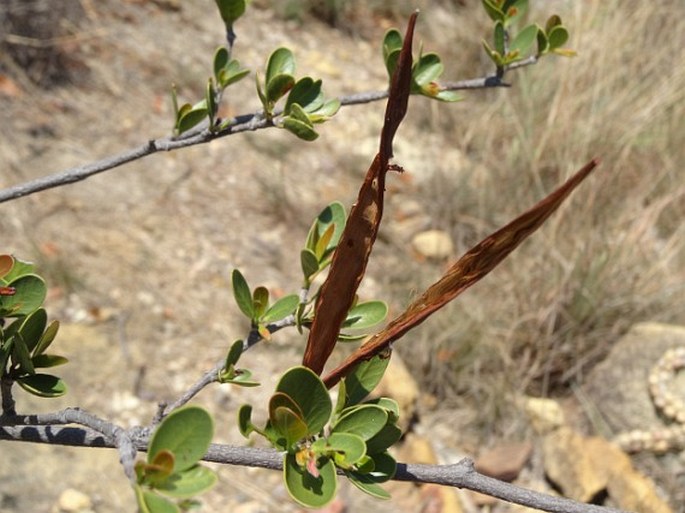 Mascarenhasia lisianthiflora