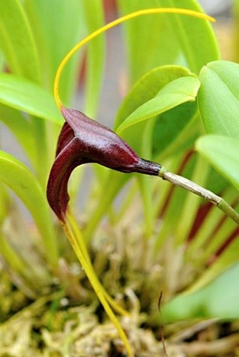 Masdevallia calura