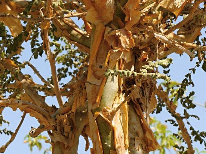 Oman Botanic Garden