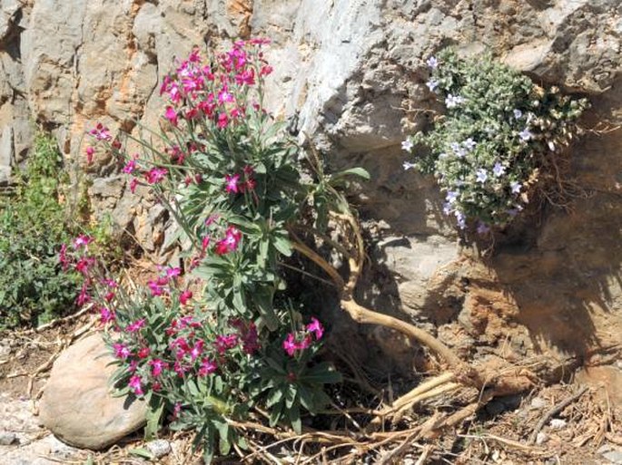 Matthiola incana