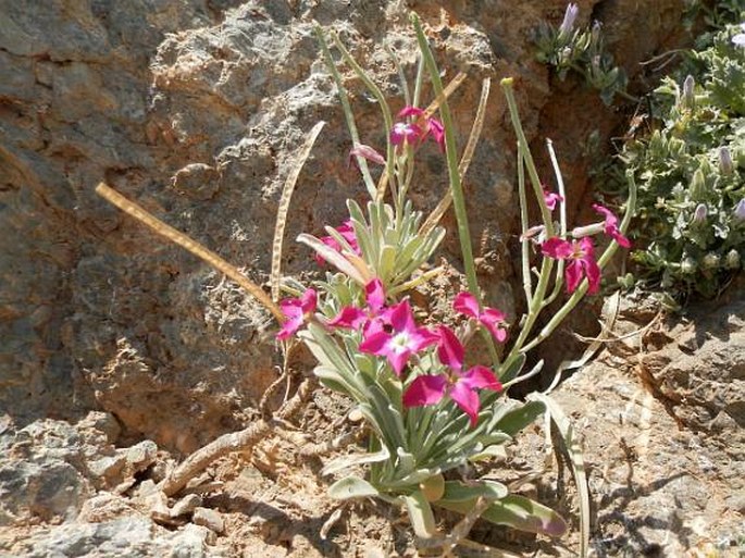 Matthiola incana