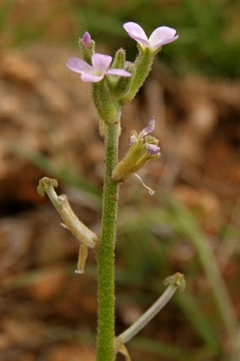 Matthiola parviflora