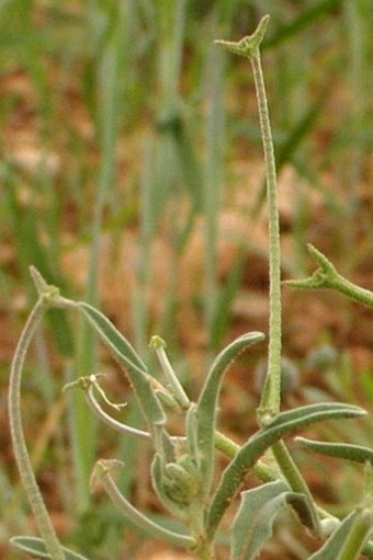 Matthiola parviflora