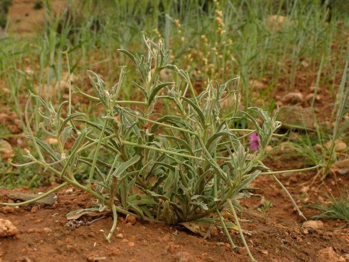 Matthiola parviflora