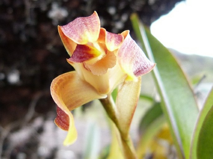 Maxillaria quelchii