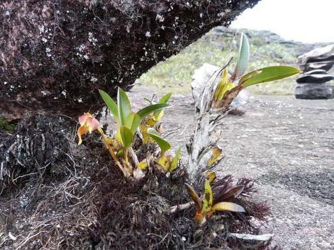 Maxillaria quelchii