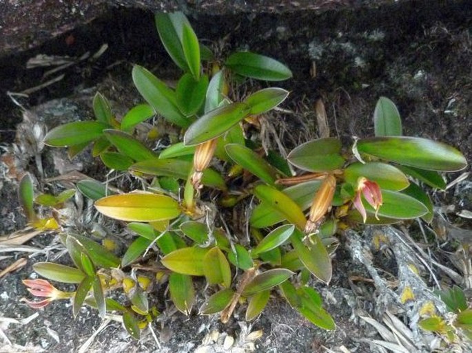 Maxillaria quelchii