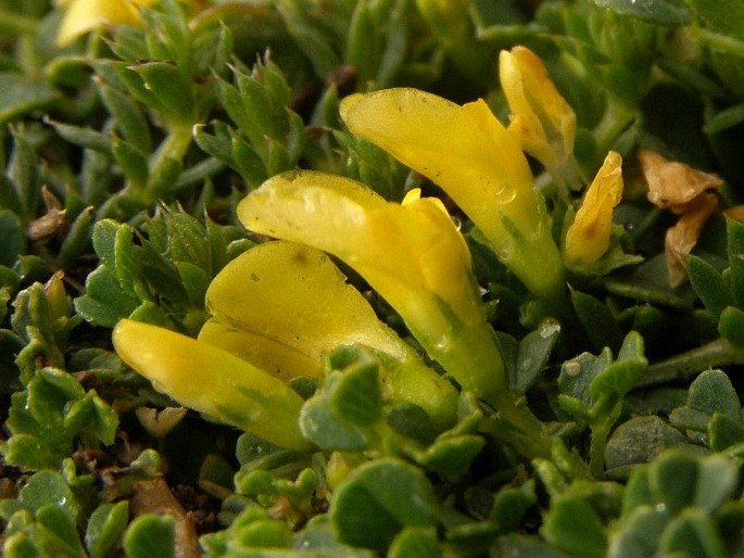 Medicago suffruticosa