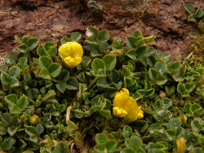 Medicago suffruticosa