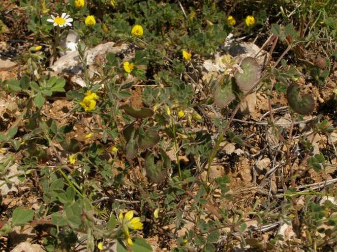 Medicago radiata