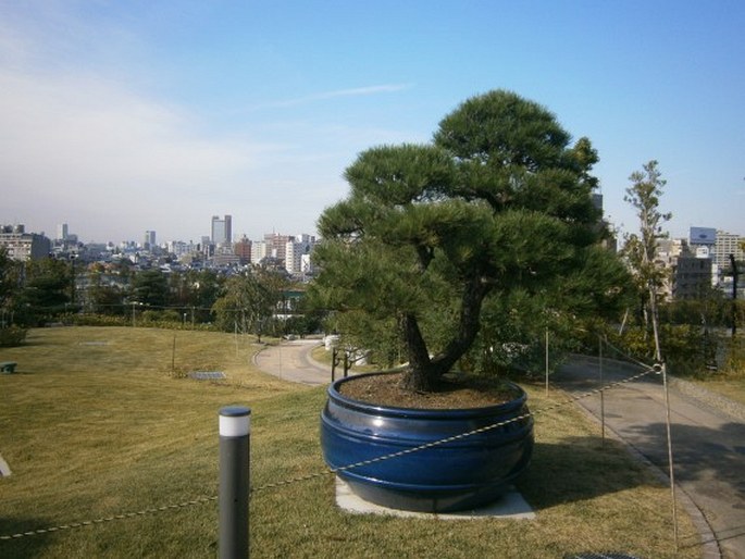 Meguro tenkuteien