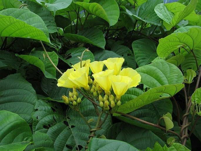 DECALOBANTHUS BOISIANUS (Gagnep.) A. R. Simões et Staples