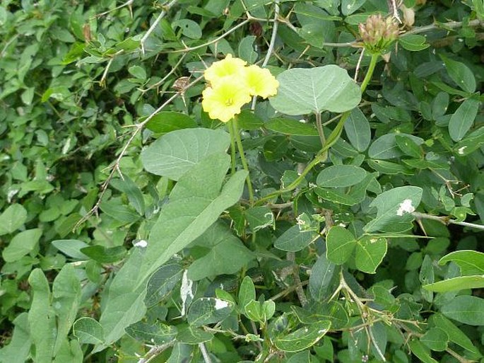 Merremia umbellata