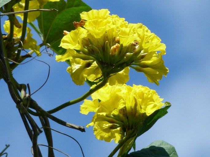 Merremia umbellata