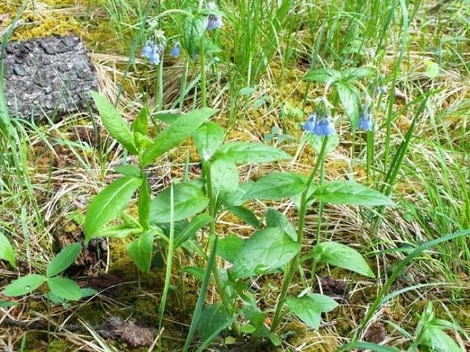 Mertensia paniculata