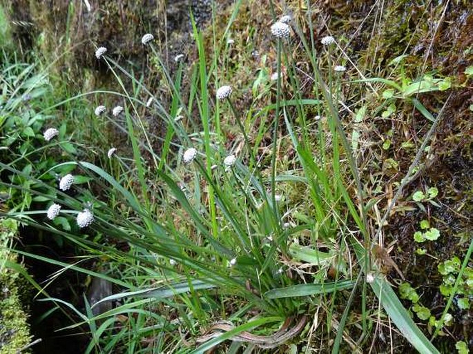 Mesanthemum pubescens