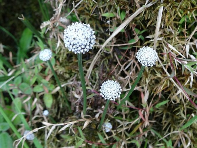 Mesanthemum pubescens