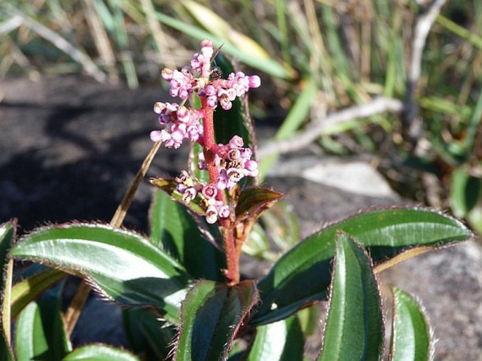 MICONIA CILIATA (Rich.) DC. - širál