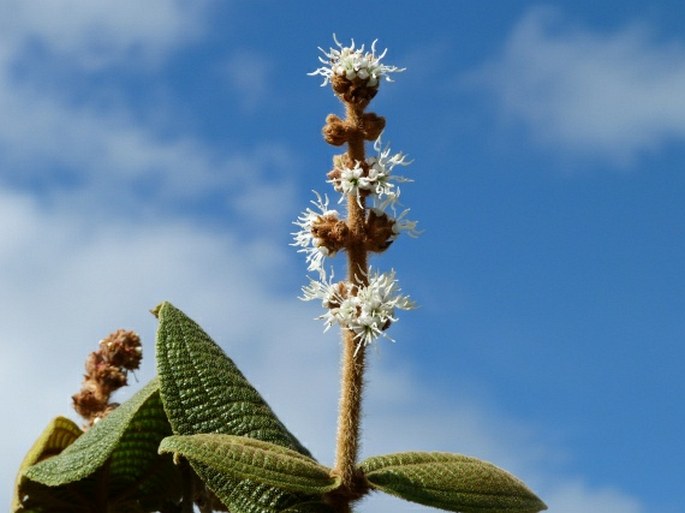 MICONIA RUFESCENS (Aubl.) DC. - širál