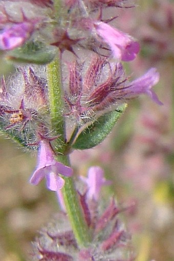 Micromeria nervosa