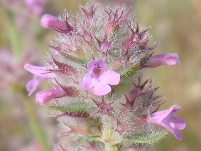 Micromeria nervosa