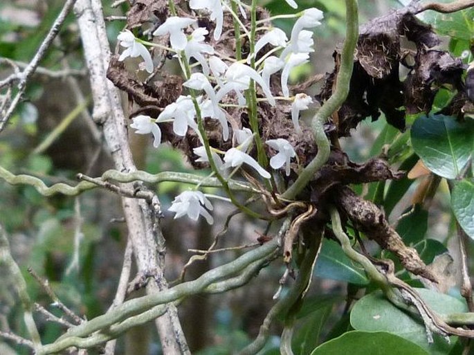 Microcoelia perrieri