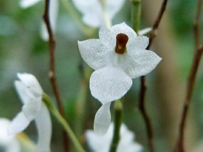 Microcoelia perrieri