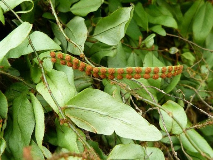 MICROGRAMMA REPTANS (Cav.) A. R. Sm.